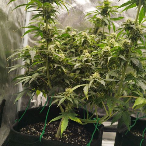 Fat Monkey Fem auto - Left  growlog timeline photo