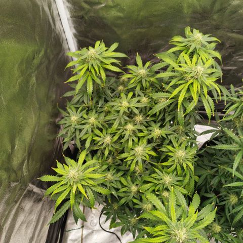 Fat Monkey Fem auto - Left  growlog timeline photo