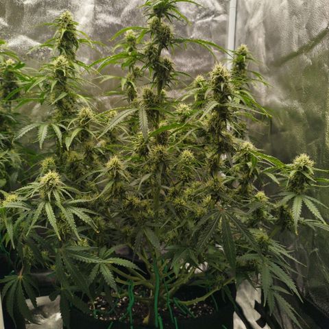 Fat Monkey Fem auto - Right growlog timeline photo