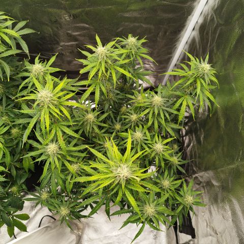 Fat Monkey Fem auto - Right growlog timeline photo