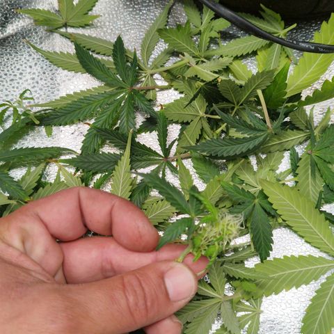 Fat Monkey Fem auto - Right growlog timeline photo