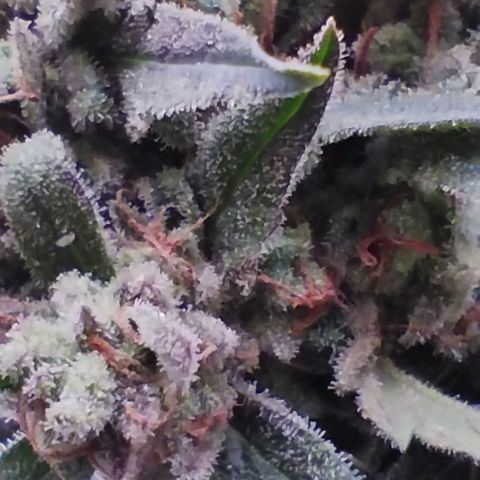 West Coast OG x Gelato Auto 41 growlog timeline photo