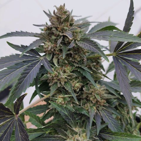 West Coast OG x Gelato Auto 41 growlog timeline photo