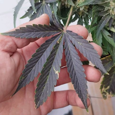 West Coast OG x Gelato Auto 41 growlog timeline photo