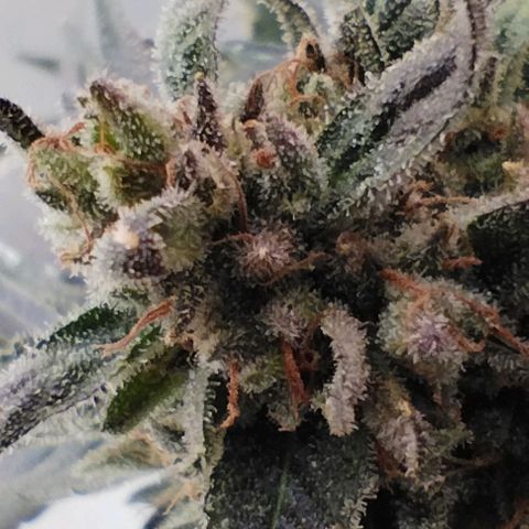 West Coast OG x Gelato Auto 41 growlog timeline photo