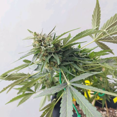 West Coast OG x Gelato Auto 41 growlog timeline photo