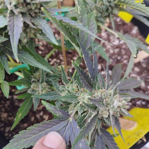 West Coast OG x Gelato Auto 41 growlog timeline photo