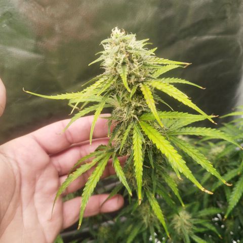 Fat Monkey Fem auto - Right growlog timeline photo