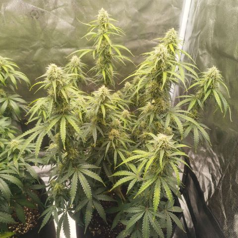 Fat Monkey Fem auto - Right growlog timeline photo