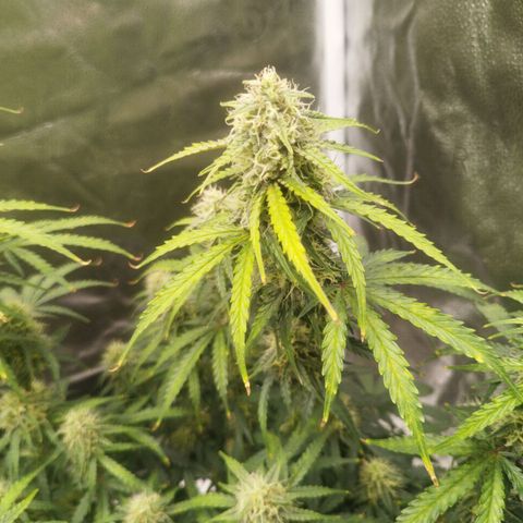 Fat Monkey Fem auto - Right growlog timeline photo