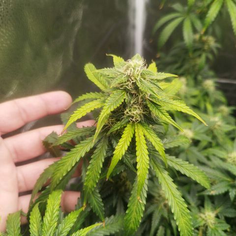 Fat Monkey Fem auto - Left  growlog timeline photo