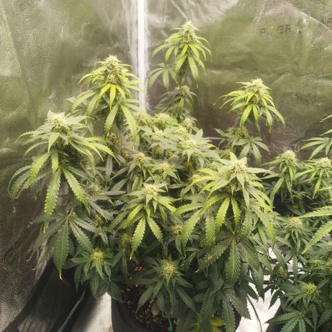 Fat Monkey Fem auto - Left  growlog timeline photo