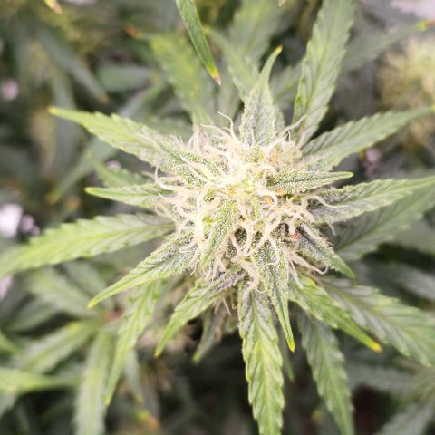 Fat Monkey Fem auto - Right growlog timeline photo