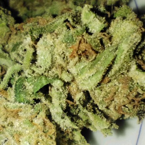 West Coast OG x Gelato Auto 41 growlog photo: 18g after drying and trimming. Nice frosting on these flowers. Too bad it's so cold, could have been way better. 