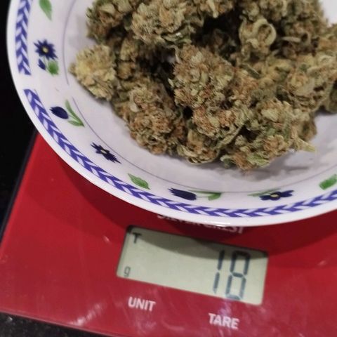 West Coast OG x Gelato Auto 41 growlog photo: 18g after drying and trimming. Nice frosting on these flowers. Too bad it's so cold, could have been way better. 