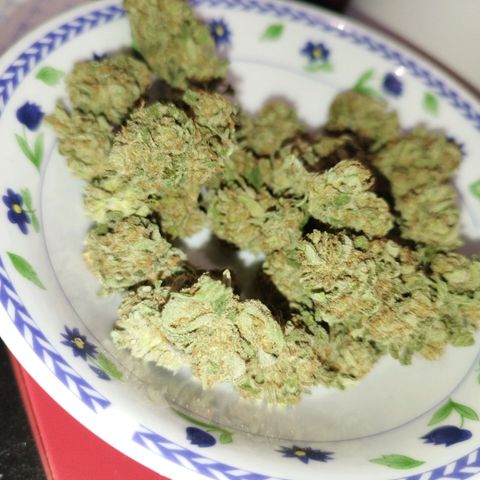 West Coast OG x Gelato Auto 41 growlog photo: 18g after drying and trimming. Nice frosting on these flowers. Too bad it's so cold, could have been way better. 