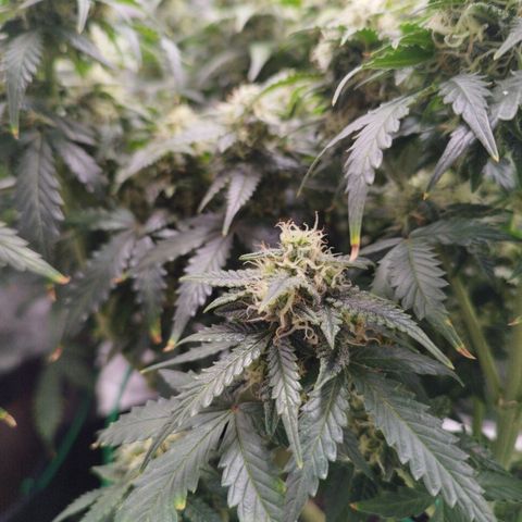 Fat Monkey Fem auto - Left  growlog timeline photo