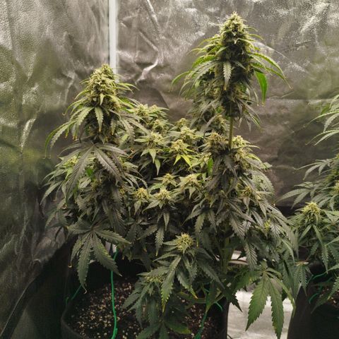 Fat Monkey Fem auto - Left  growlog timeline photo