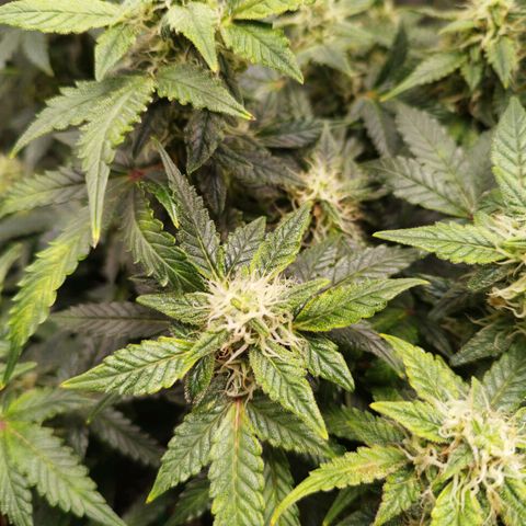 Fat Monkey Fem auto - Left  growlog timeline photo