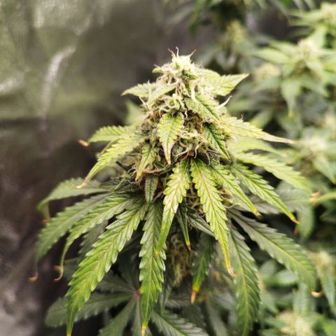 Fat Monkey Fem auto - Left  growlog timeline photo