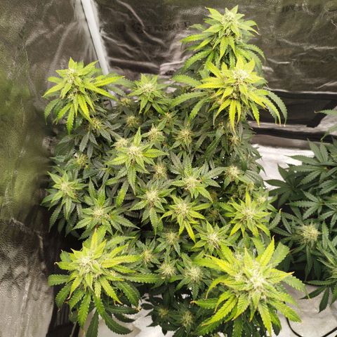 Fat Monkey Fem auto - Left  growlog timeline photo