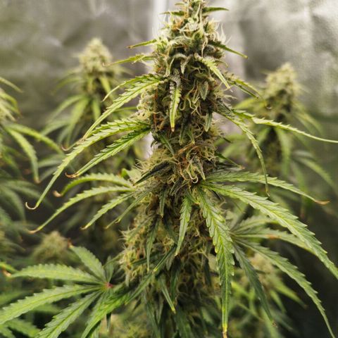 Fat Monkey Fem auto - Right growlog timeline photo