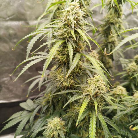 Fat Monkey Fem auto - Right growlog timeline photo