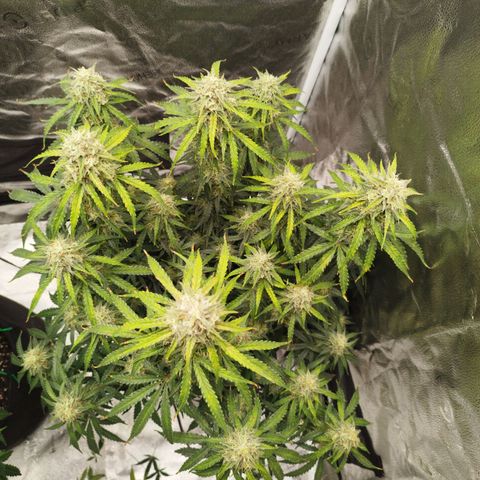 Fat Monkey Fem auto - Right growlog timeline photo