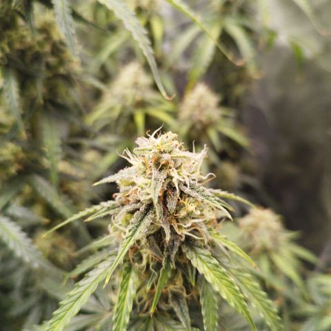 Fat Monkey Fem auto - Right growlog timeline photo