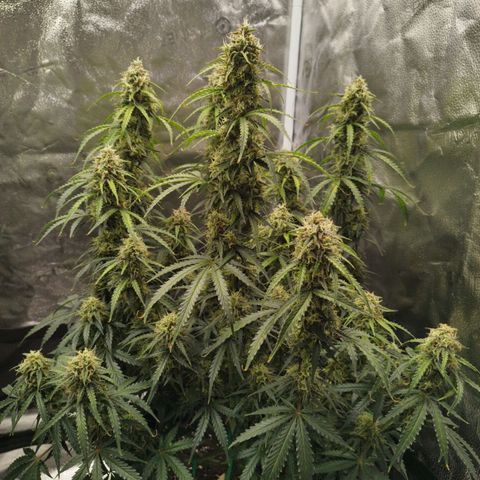 Fat Monkey Fem auto - Right growlog timeline photo