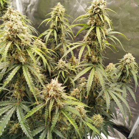 Fat Monkey Fem auto - Right growlog timeline photo