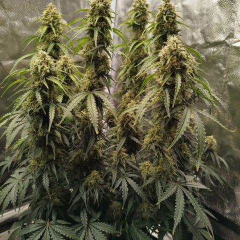 Fat Monkey Fem auto - Right growlog timeline photo