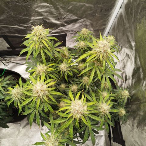 Fat Monkey Fem auto - Right growlog timeline photo