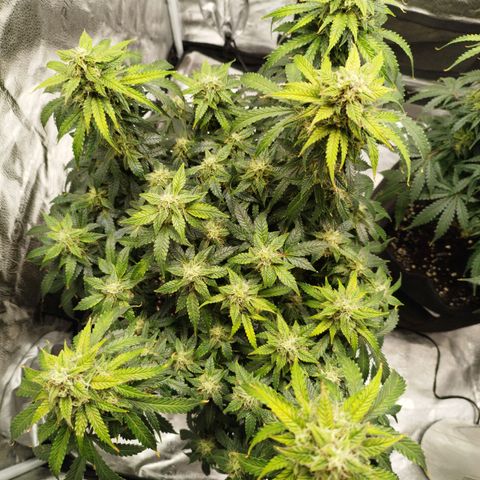 Fat Monkey Fem auto - Left  growlog timeline photo