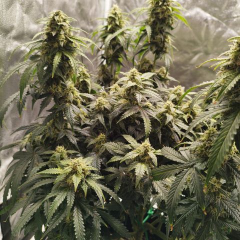 Fat Monkey Fem auto - Left  growlog timeline photo