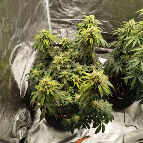 Fat Monkey Fem auto - Left  growlog timeline photo
