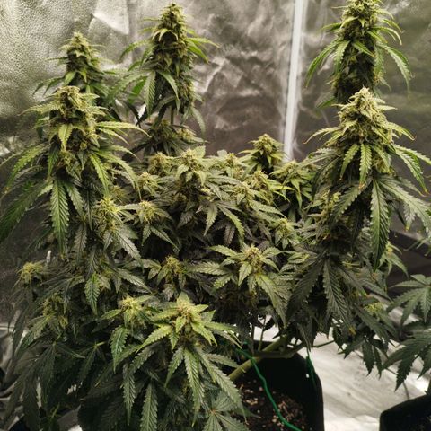 Fat Monkey Fem auto - Left  growlog timeline photo