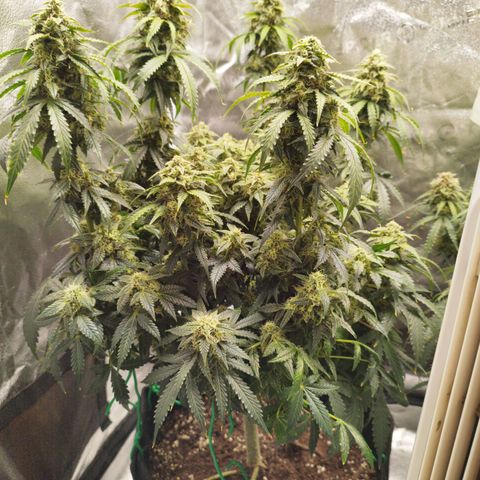 Fat Monkey Fem auto - Right growlog timeline photo