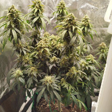 Fat Monkey Fem auto - Left  growlog timeline photo
