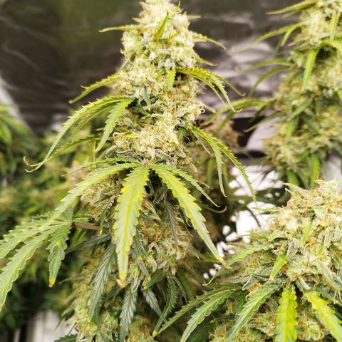 Fat Monkey Fem auto - Right growlog timeline photo