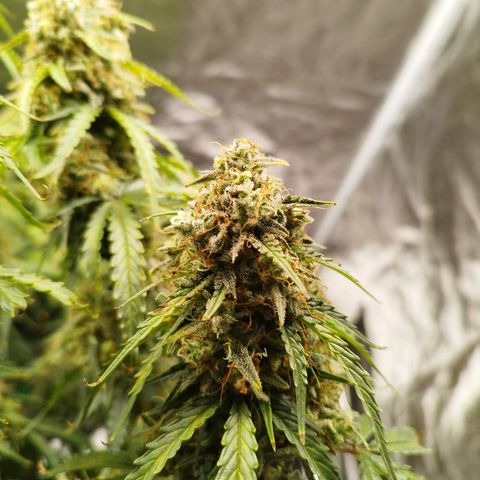 Fat Monkey Fem auto - Right growlog timeline photo