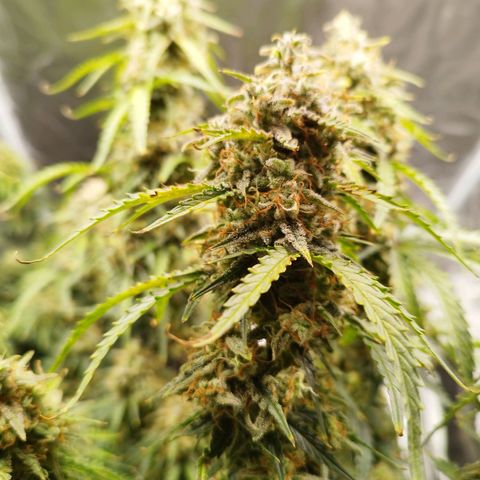 Fat Monkey Fem auto - Right growlog timeline photo