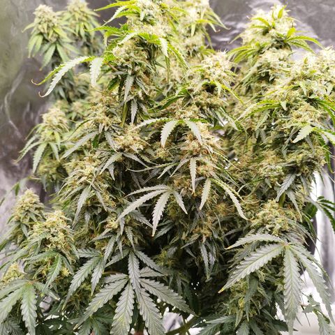 Fat Monkey Fem auto - Right growlog timeline photo