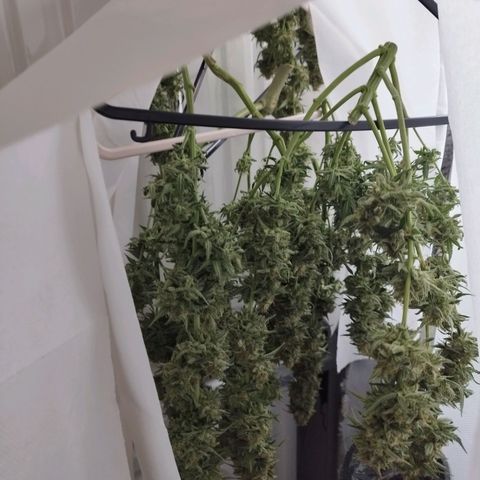 Fat Monkey Fem auto - Right growlog timeline photo