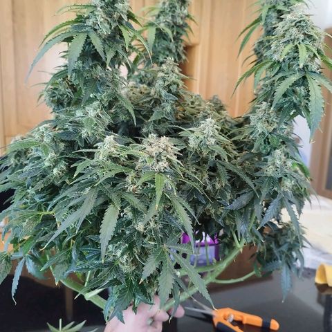Fat Monkey Fem auto - Left  growlog timeline photo