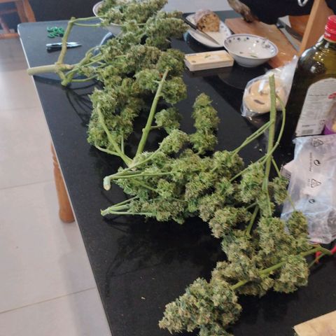 Fat Monkey Fem auto - Left  growlog timeline photo