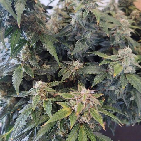Fat Monkey Fem auto - Left  growlog timeline photo