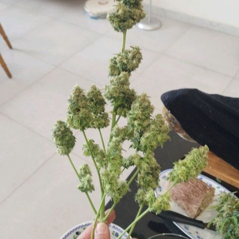 Fat Monkey Fem auto - Left  growlog timeline photo