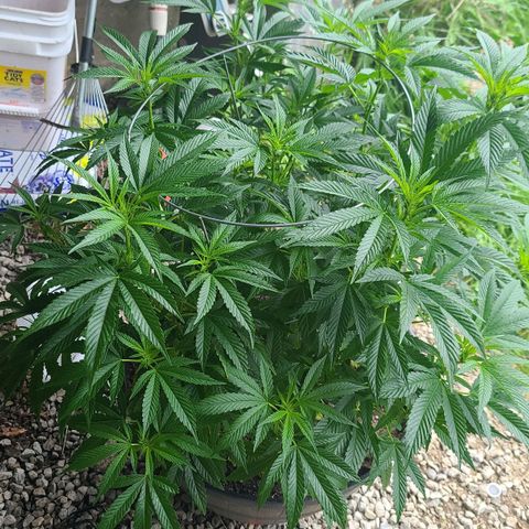 Gorilla Glue growlog photo: She bigg