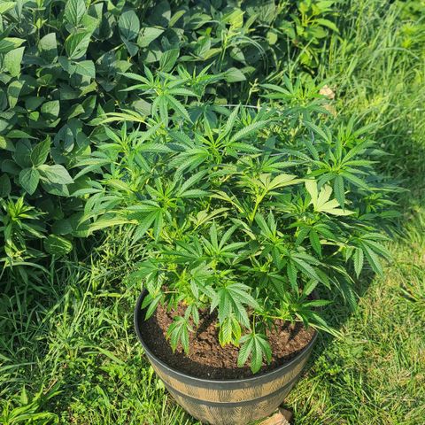 Gorilla Glue growlog timeline photo
